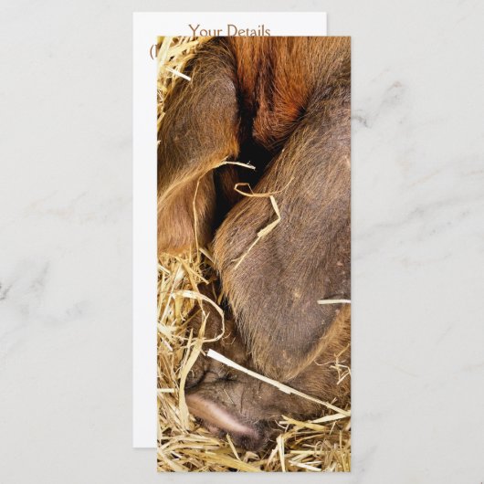 ピグカード (正面/裏面)