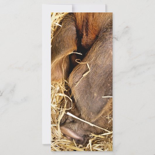 ピグカード (正面)