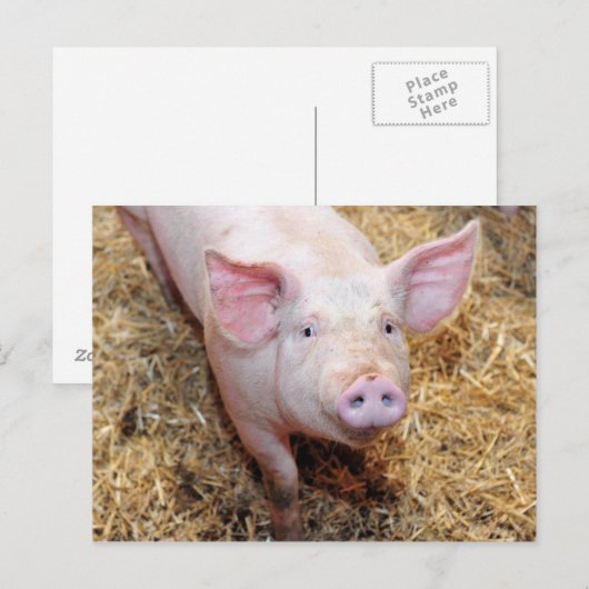 ピグクローズアップ ポストカード (正面/裏面)
