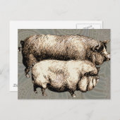 ピグファームカントリーアンティークイラストレーションアート ポストカード (正面/裏面)