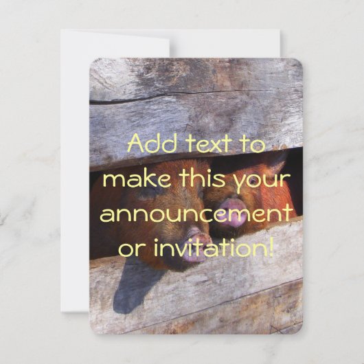 ピグペンペアのぞき豚 招待状 (正面)