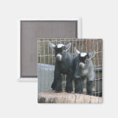 ピグマイヤギベビー マグネット (正面/裏面)