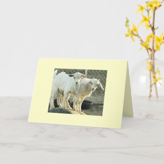 ピグミーのヤギの双生児 カード (黄色い花)