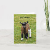 ピグミーゴートの赤ちゃんのグリーティングカード カード (正面)