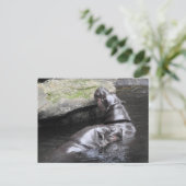 ピグミーヒッポハガキ ポストカード (スタンド正面)