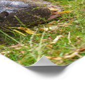 ピグミーヒポタマス ポスター (角)