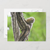 ピグミーマルモセット ポストカード (正面/裏面)