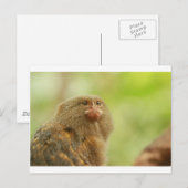 ピグミーマルモセット ポストカード (正面/裏面)