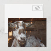 ピグミーヤギ葉書 ポストカード (正面/裏面)