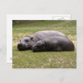 ピグミー海馬 ポストカード (正面/裏面)