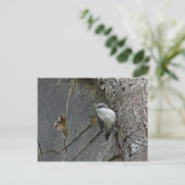 ピグミー・ナツハッチ ポストカード (スタンド正面)