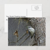 ピグミー・ナツハッチ ポストカード (正面/裏面)