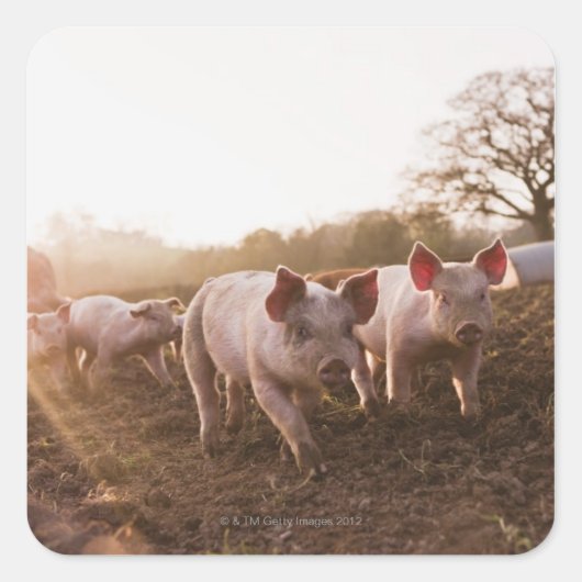 ピグレットの納屋周囲の庭 スクエアシール (正面)