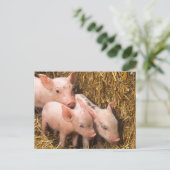 ピグレット ポストカード (スタンド正面)