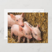 ピグレット ポストカード (正面/裏面)