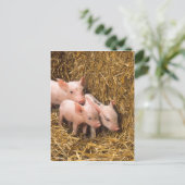 ピグレット ポストカード (スタンド正面)