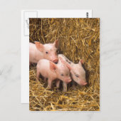 ピグレット ポストカード (正面/裏面)