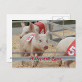 ピグレース、ピグレース写真、ピンクピグ ポストカード (正面/裏面)