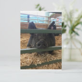 ピグ空白のインサイドカード サンキューカード (スタンド正面)