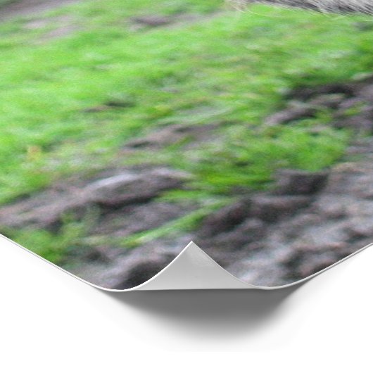 ピグ顔 ポスター (角)