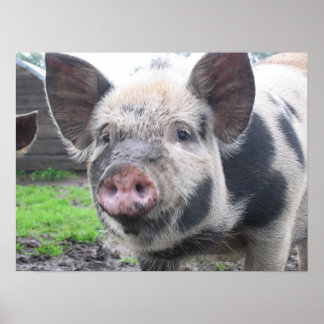 ピグ顔 ポスター