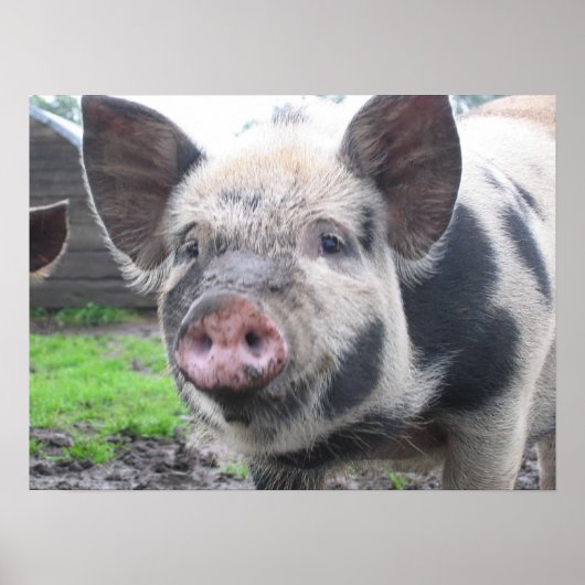 ピグ顔 ポスター (正面)