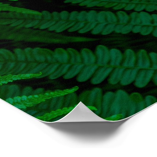 ピコ島シダ ポスター (角)