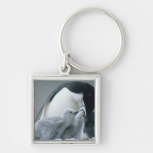 ピゴスケリス南極大陸のチンパンジー)、 キーホルダー (正面)