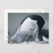 ピゴスケリス南極大陸のチンパンジー)、 ポストカード (正面/裏面)