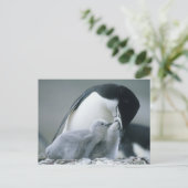 ピゴスケリス南極大陸のチンパンジー)、 ポストカード (スタンド正面)