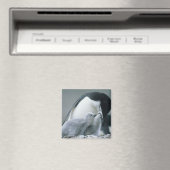 ピゴスケリス南極大陸のチンパンジー)、 マグネット (インサイチュ (食洗機))