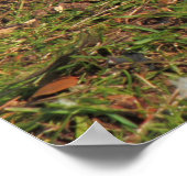 ピジョンアットロアースパークレイクカーディフ ポスター (角)