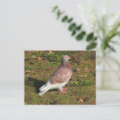 ピジョンアットロアースパークレイクカーディフ ポストカード (スタンド正面)