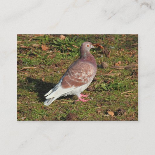 ピジョンアットロアースパークレイクカーディフ 名刺 (正面)