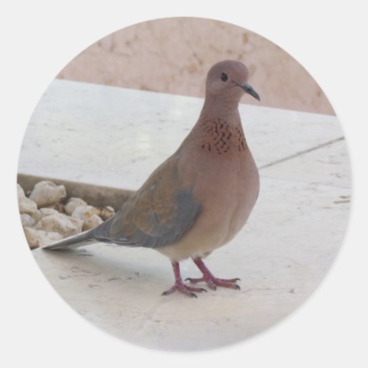 ピジョンスティッカー ラウンドシール (正面)