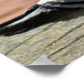 ピジョンフルカラーポスター ポスター (角)