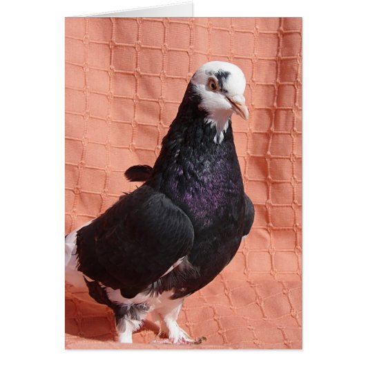 ピジョンポートレート (正面)