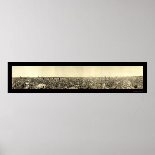 ピッキングコットンフォト1917 ポスター (正面)