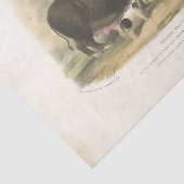 ピッグスエフエマデクページヴィンテージファームティッシュペーパー 薄葉紙 (詳細)