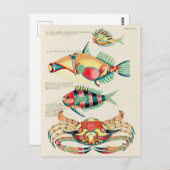 ピッセスフィッシュトロピカルカニヴィンテージはがき ポストカード (正面/裏面)