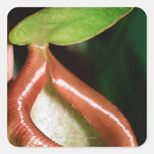 ピッチャー植物のクローズアップ スクエアシール (正面)