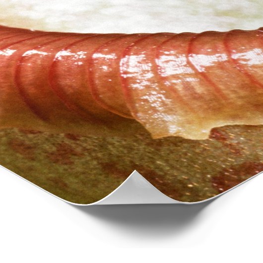 ピッチャー植物のクローズアップ ポスター (角)