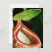 ピッチャー植物のクローズアップ ポストカード (正面/裏面)