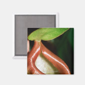 ピッチャー植物のクローズアップ マグネット (正面/裏面)