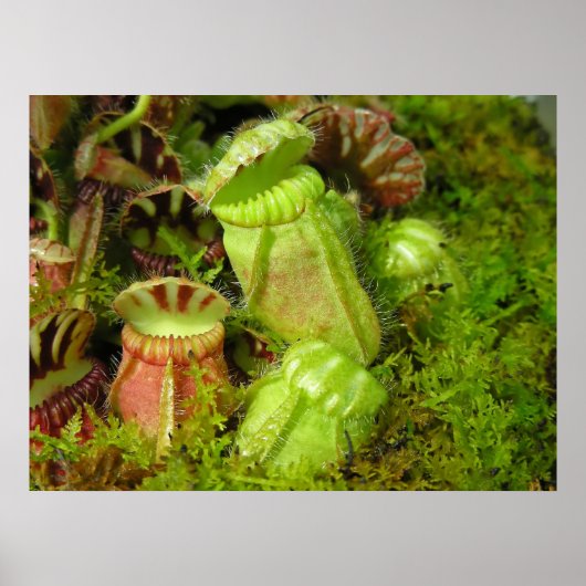 ピッチャー植物 ポスター (正面)