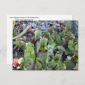 ピッチャー植物 ポストカード (正面/裏面)