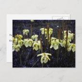 ピッチャー植物 ポストカード (正面/裏面)