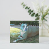 ピッティ葉書 ポストカード (スタンド正面)