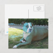 ピッティ葉書 ポストカード (正面/裏面)