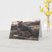 ピットブルとスケートボードでカードを手に入れる カード (黄色い花)